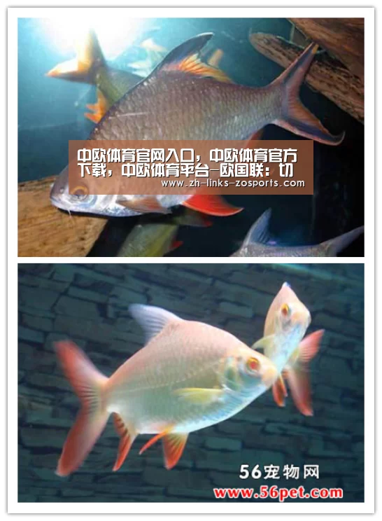 中欧体育官网入口，中欧体育官方下载，中欧体育平台
