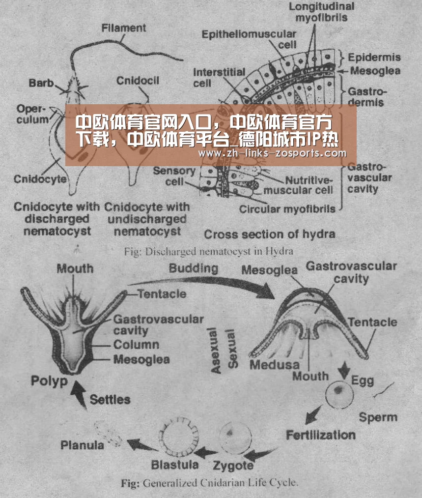 中欧体育官网入口,中欧体育官方下载,中欧体育平台_德阳城市IP热度不减 《三星堆·荣耀觉醒》登陆成都少儿卫视!(图1) 中欧体育官网入口,中欧体育官方下载,中欧体育平台